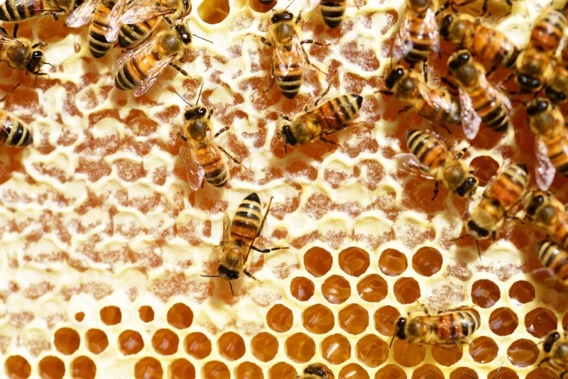 Bees in a honeycomb hive