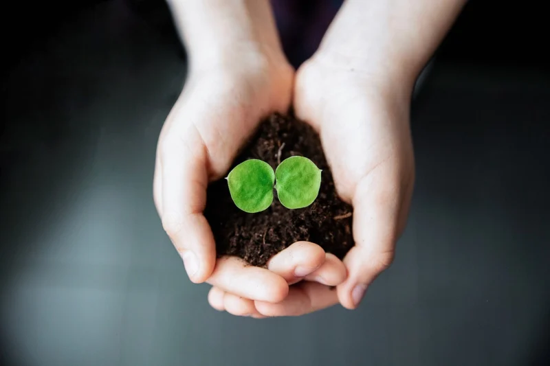 Hands holding a seedling to represent onboarding maturity